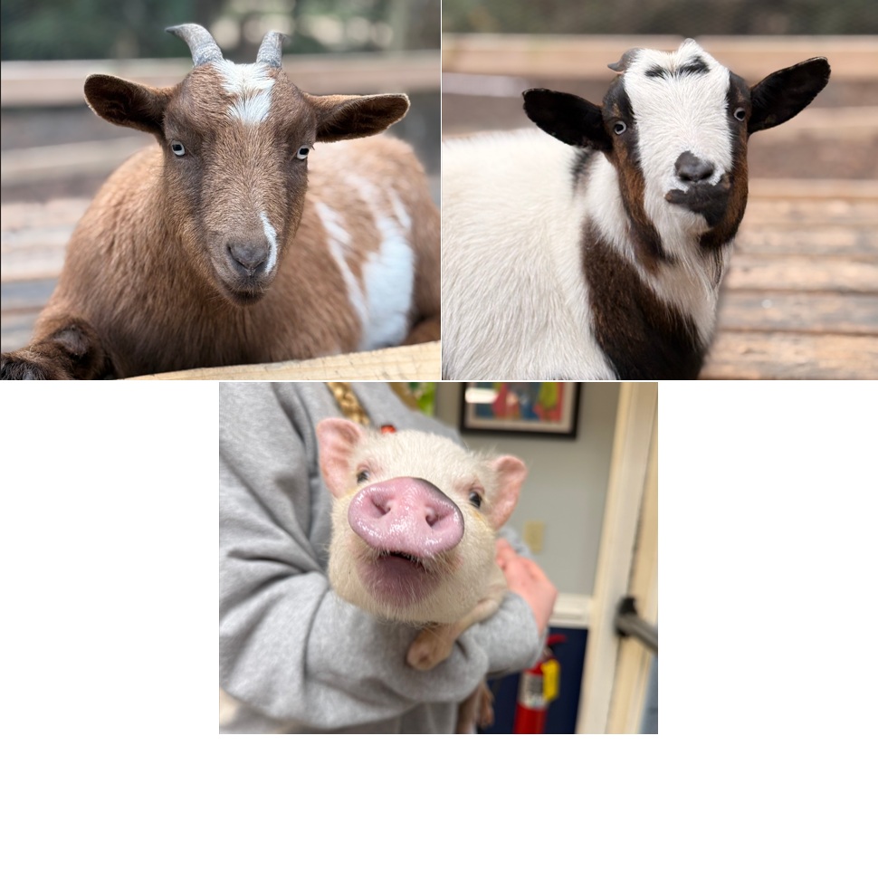 heritage_academy_barn_yard_animals
